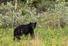 Black Bears Thrive Despite Winter’s Icy Grip In Connecticut