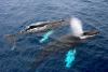 Drones Detect Virus in Arctic Whales' Breath