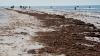 Southwest Florida beaches seeing non-toxic, harmless red drift algae