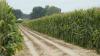 Arkansas sees increase in corn acreage in 2025