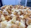 Local Farmer Purchases Layer Chicks Domestically Instead of Importing from Barbados