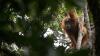 Tapanuli Orangutan Faces Extinction After Sumatra Floods