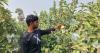 Drought-hit Barind sees agricultural shift as farmers turn to fruit cultivation