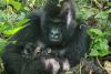 Birth of rare mountain gorilla twins recorded in Congo park 07 Jan 2026, 20:50 [SAST]