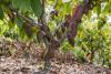 Major cocoa sustainability drive from Sucden and Mars due for Dominican Republic
