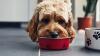 Premium dog food leaves bigger carbon pawprint than human diets