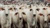 Brazil Surpasses US as Top Beef Producer, Eases Global Supply Squeeze