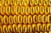 Corn Starting Tuesday with Steady Trade