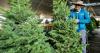 Agriculture: Trade your Christmas trees with native tree seedling