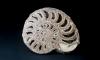 Science Nautilus Did This Spiral Sea Creature Outlive the Dinosaurs?