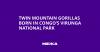 Twin Mountain Gorillas Born in Congo’s Virunga National Park