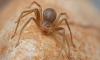 Spanish holiday hotspots issue warning after tourists suffer severe spider bites