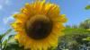 Mayo school's Sunflower Power project selected for Young Scientist Exhibition