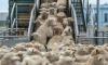 Algeria: President Tebboune Orders the Import of One Million Sheep