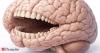 Science fact to seem smarter: Your brain is constantly eating itself. How to not accelerate it?