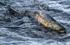 Alaskan lawmakers introduce Bycatch Reduction and Research Act