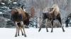 Huge Moose Brawl In Alaska Man's Backyard, Smash His Starlink Device: WATCH