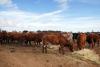 China far from closing door on trade despite Aussie beef tariffs