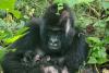 Nature threatened by war: Rare gorilla twins born in conflict-hit DR Congo nature park
