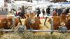 Health risk: Cattle excluded from the next edition of the Agricultural Show