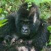 Mafuko, an endangered mountain gorilla, holds the twins she gave birth to in the Virunga National Park, eastern Democratic Republic of Congo