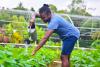 Montserrat Farmers Invited to Apply for CARICOM Women and Youth Agriculture Project