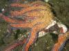 2025: The year of the starfish (and the Pacific Northwest scientists trying to save them)