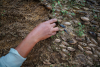 Brazil's seed collectors combat Amazon deforestation