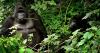 Rare gorilla twins born in conflict-hit Virunga National Park in DR Congo