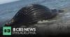 Humpback whale washes up on Bethany Beach in Delaware