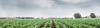 University of Florida to lead new Feed the Future Innovation Lab for High-Value Crops
