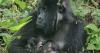 Endangered mountain gorilla gives birth to rare twins: "Major event"