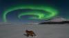 Aurora chaser catches a fox basking in the glow of Finland's legendary 'fox fires' (photos)