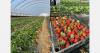 Early start for Greek strawberry campaign