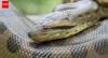 Meet Ana Julia, the 20.7-foot green anaconda: World’s largest snake and its amazing evolutionary secrets