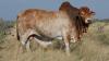 Boran arrives Brazil as African Zebu breed for dry pasture, heat