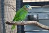 Environmental agency in Jamaica condemns capture, sale of protected parrots