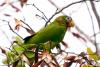 Jamaica: Environmental agency condemns illegal capture of protected parrots