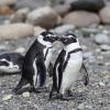 Magellanic Penguin Population Trends Along Argentina’s Coast