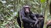 Chimpanzees and gorillas among 10 most illegally t...