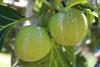 2026 ‘Ulu Ho‘olaule‘a & Global Breadfruit Summit to spotlight indigenous knowledge, food sovereignty
