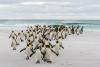 Saving the Falklands: The Fight to Reclaim a Lost Ecosystem