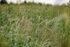 Arkansas Agricultural Experiment Station finds 5% increase in state’s cover crops