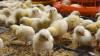 Delaware's first avian flu of 2026 detected in Kent County