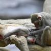 Scientists reveal what drives homosexual behaviour in primates