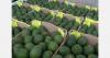 Uruguay opens to Colombian avocados