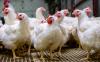 Delaware Reports Avian Flu in a Commercial Poultry Flock