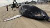 Whale that delighted Cape Cod watchers is found dead on Delaware shore