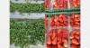 Prices for fresh Egyptian strawberries stabilize after a difficult start to the season