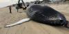 Photos: Young humpback whale washes ashore after likely ship strike in Delaware